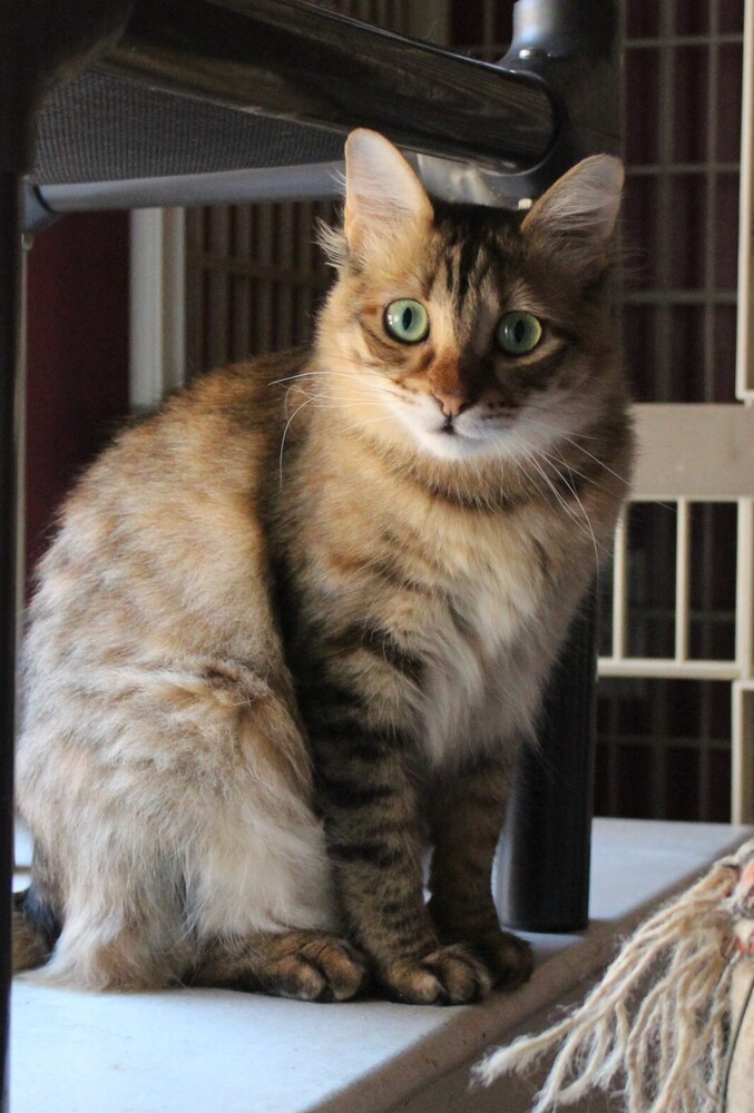 Ocean, an adoptable Egyptian Mau, Persian in Marion, CT, 06444 | Photo Image 1