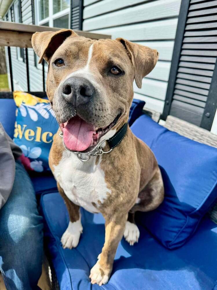 Yo-yo A-602, an adoptable Pit Bull Terrier in Halifax, NS, B3J 3A5 | Photo Image 1