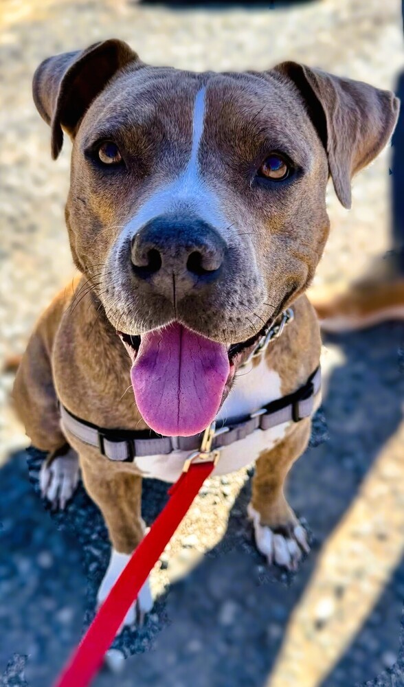 Yo-yo A-602, an adoptable Pit Bull Terrier in Halifax, NS, B3J 3A5 | Photo Image 2