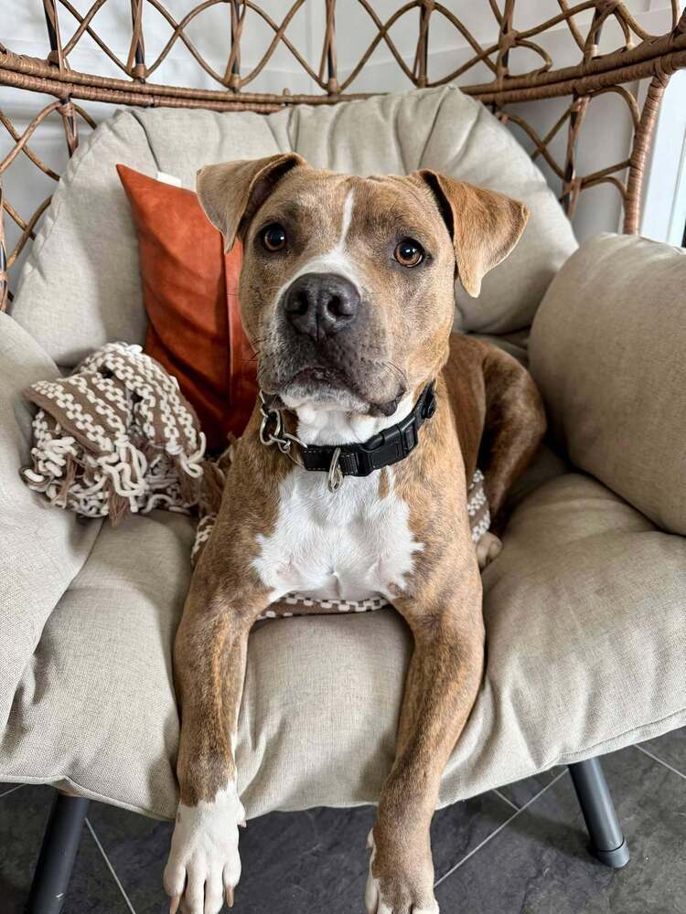 Yo-yo A-602, an adoptable Pit Bull Terrier in Halifax, NS, B3J 3A5 | Photo Image 3