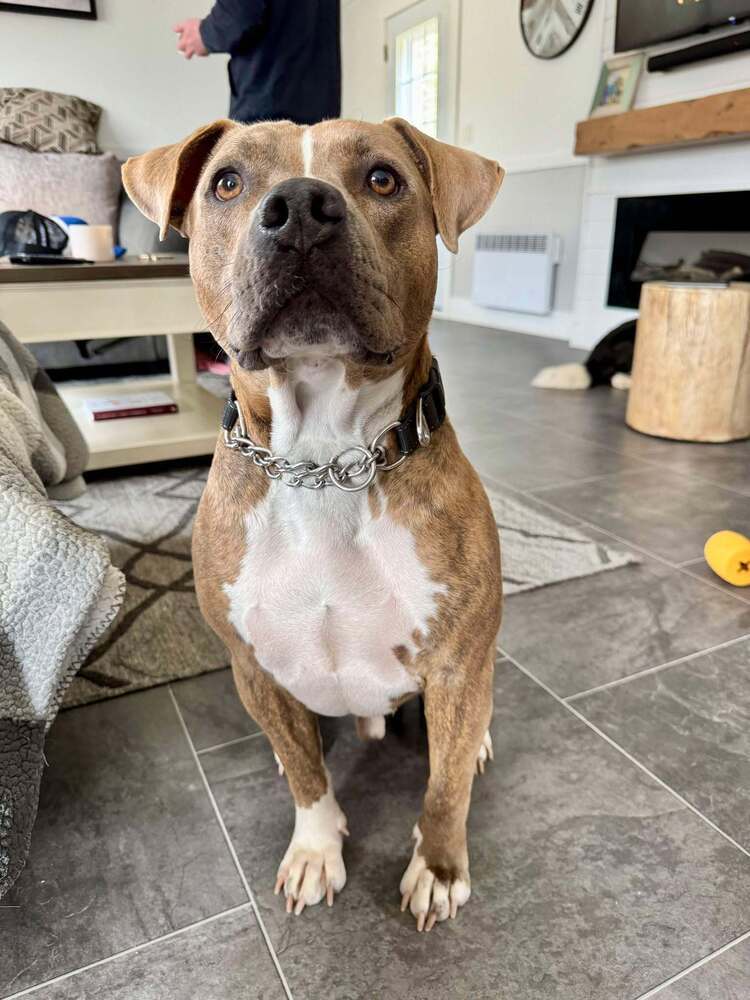 Yo-yo A-602, an adoptable Pit Bull Terrier in Halifax, NS, B3J 3A5 | Photo Image 4