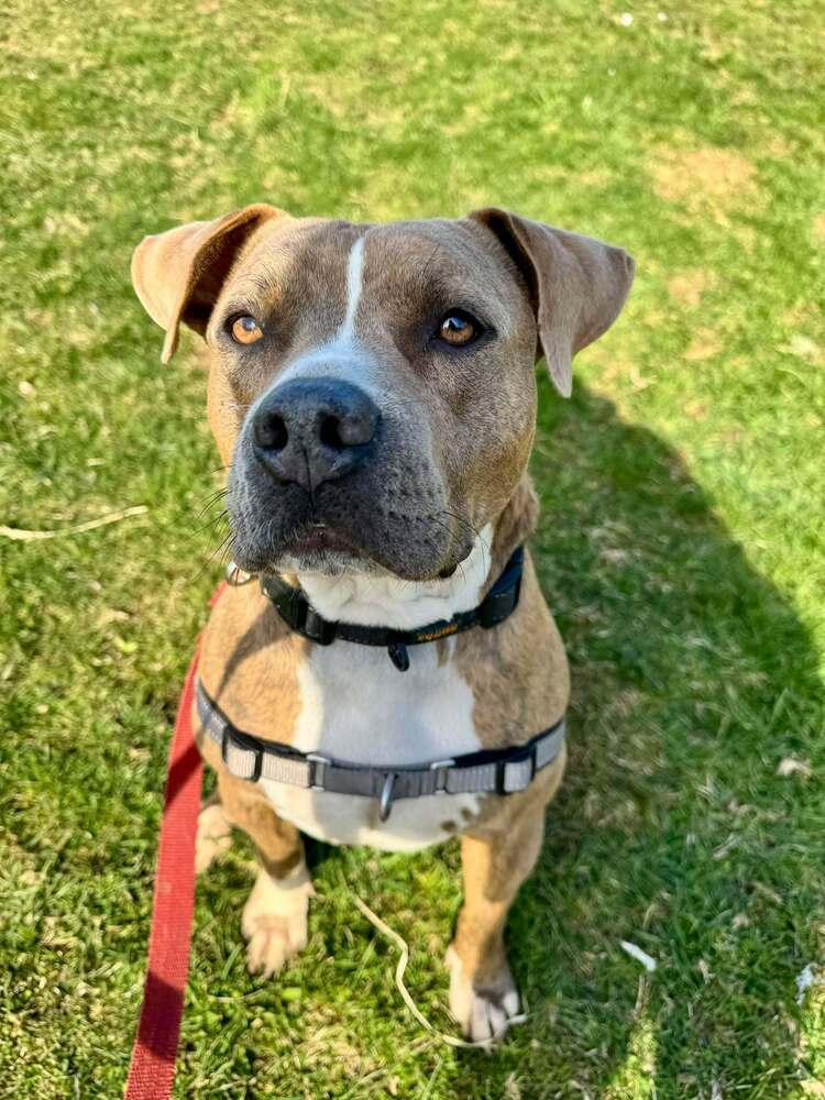 Yo-yo A-602, an adoptable Pit Bull Terrier in Halifax, NS, B3J 3A5 | Photo Image 5