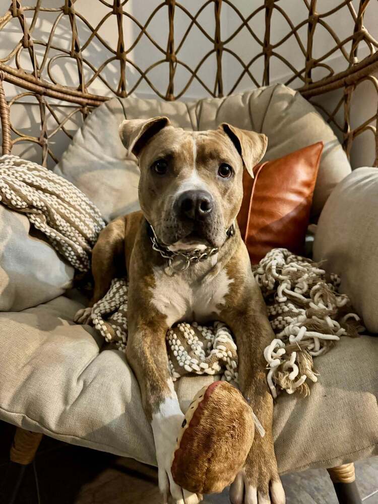 Yo-yo A-602, an adoptable Pit Bull Terrier in Halifax, NS, B3J 3A5 | Photo Image 6