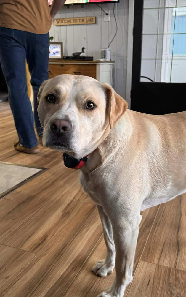 Tia AKA Annie, an adoptable Labrador Retriever in Aulac, NB, E4L 2X2 | Photo Image 1