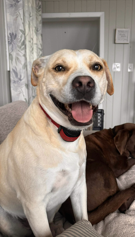 Tia AKA Annie, an adoptable Labrador Retriever in Aulac, NB, E4L 2X2 | Photo Image 2