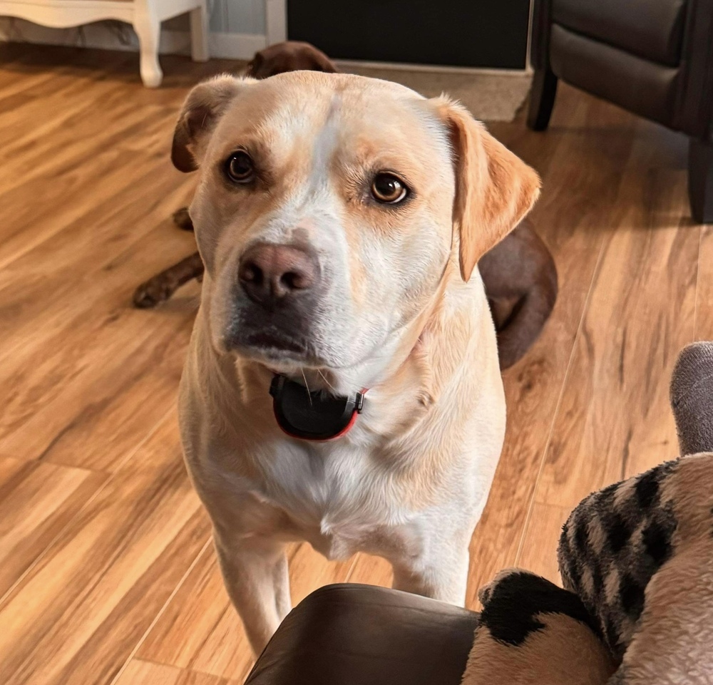 Tia AKA Annie, an adoptable Labrador Retriever in Aulac, NB, E4L 2X2 | Photo Image 3