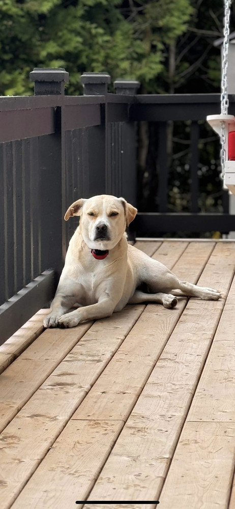 Tia AKA Annie, an adoptable Labrador Retriever in Aulac, NB, E4L 2X2 | Photo Image 4