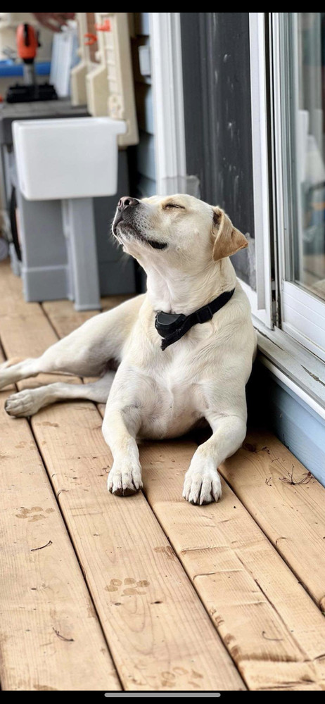 Tia AKA Annie, an adoptable Labrador Retriever in Aulac, NB, E4L 2X2 | Photo Image 5