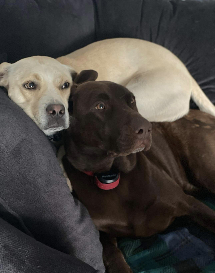 Tia AKA Annie, an adoptable Labrador Retriever in Aulac, NB, E4L 2X2 | Photo Image 6