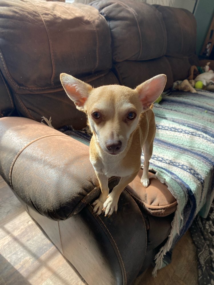 Gigi, an adoptable Chihuahua in Mandan, ND, 58554 | Photo Image 1