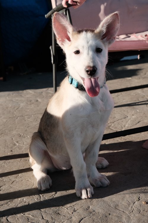 Aggie, an adoptable Mixed Breed in Mandan, ND, 58554 | Photo Image 2