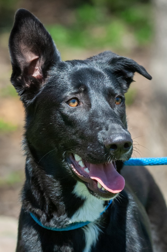 Dog for adoption - Rue, a Labrador Retriever Mix in Johnson City, TN ...