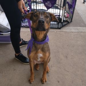 Grant, Adult Male Mixed Breed
