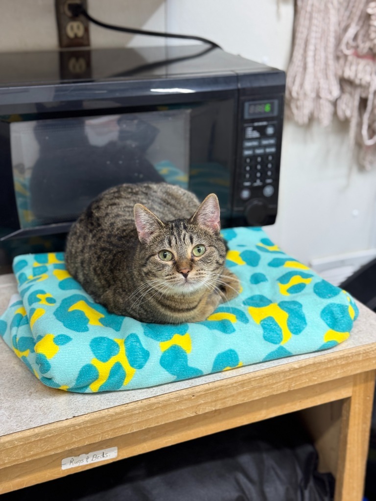 Uniqua, an adoptable Domestic Short Hair in Hastings, NE, 68901 | Photo Image 1