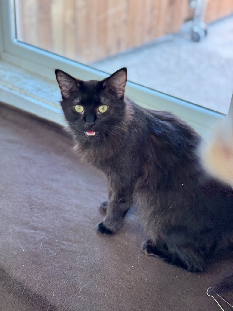 Luciana, an adoptable Domestic Medium Hair in Hastings, NE, 68901 | Photo Image 1