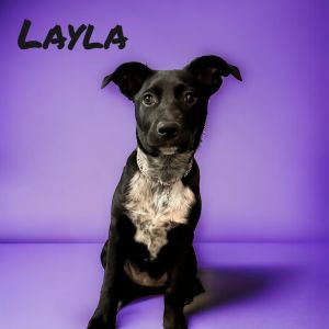 Layla Puppy alert Sweet Layla is in search of her forever home This girl is approximately 3 12