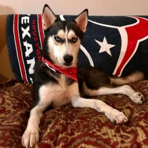 Say hello to Maxwell a one-year-old Husky who is ready to bring joy energy and love into your hom