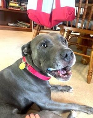 London is very sweet affectionate and attention seeking She is very playful but also can be quite