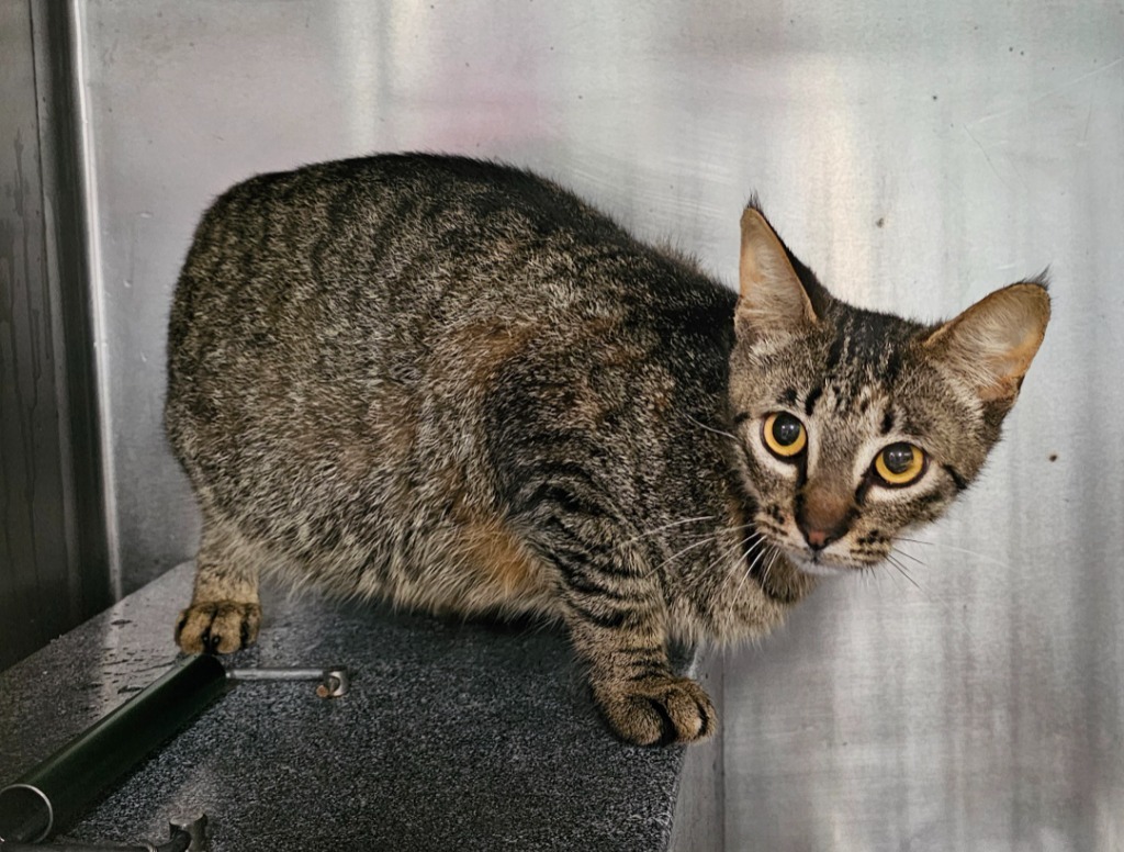 Scat Cat, an adoptable Domestic Short Hair in Rockport, TX, 78382 | Photo Image 1