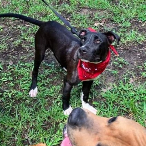 Monty, an adoptable American Staffordshire Terrier in Wadena, MN, 56482 | Photo Image 2