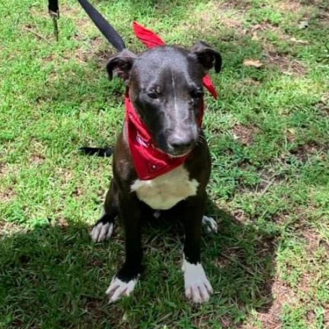 Monty, an adoptable American Staffordshire Terrier in Wadena, MN, 56482 | Photo Image 3