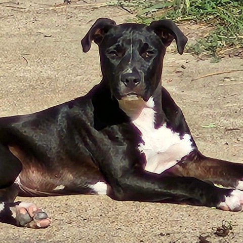 Monty, an adoptable American Staffordshire Terrier in Wadena, MN, 56482 | Photo Image 4