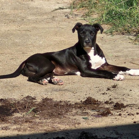 Monty, an adoptable American Staffordshire Terrier in Wadena, MN, 56482 | Photo Image 5