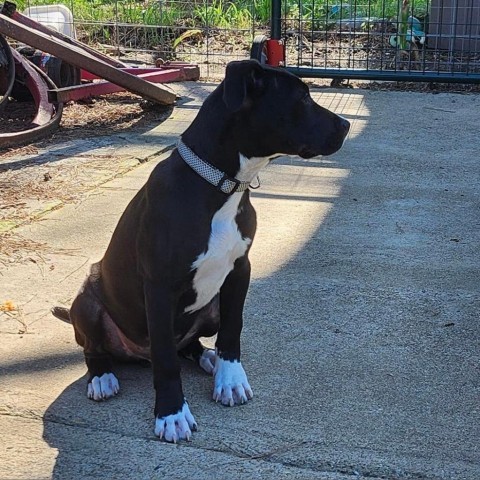 Monty, an adoptable American Staffordshire Terrier in Wadena, MN, 56482 | Photo Image 6