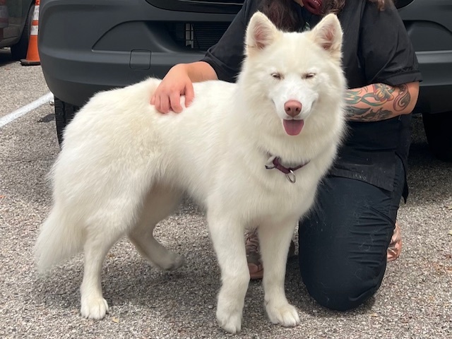 ELLA, an adoptable Samoyed, Siberian Husky in Santa Cruz, CA, 95062 | Photo Image 1