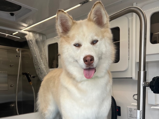 NOVA, an adoptable Samoyed, Siberian Husky in Santa Cruz, CA, 95062 | Photo Image 1