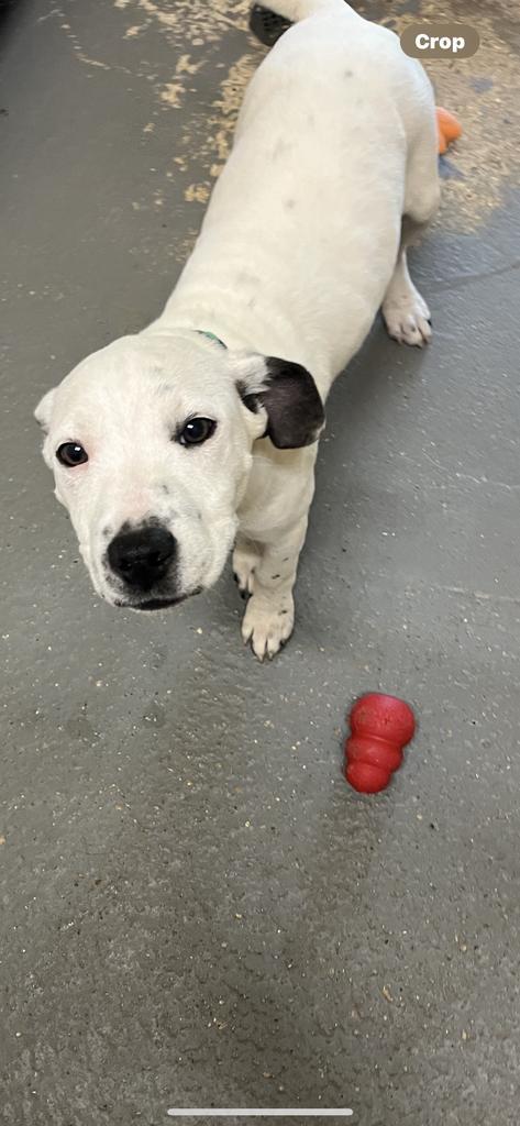 Bobby, an adoptable Bull Terrier in Ruston, LA, 71270 | Photo Image 1