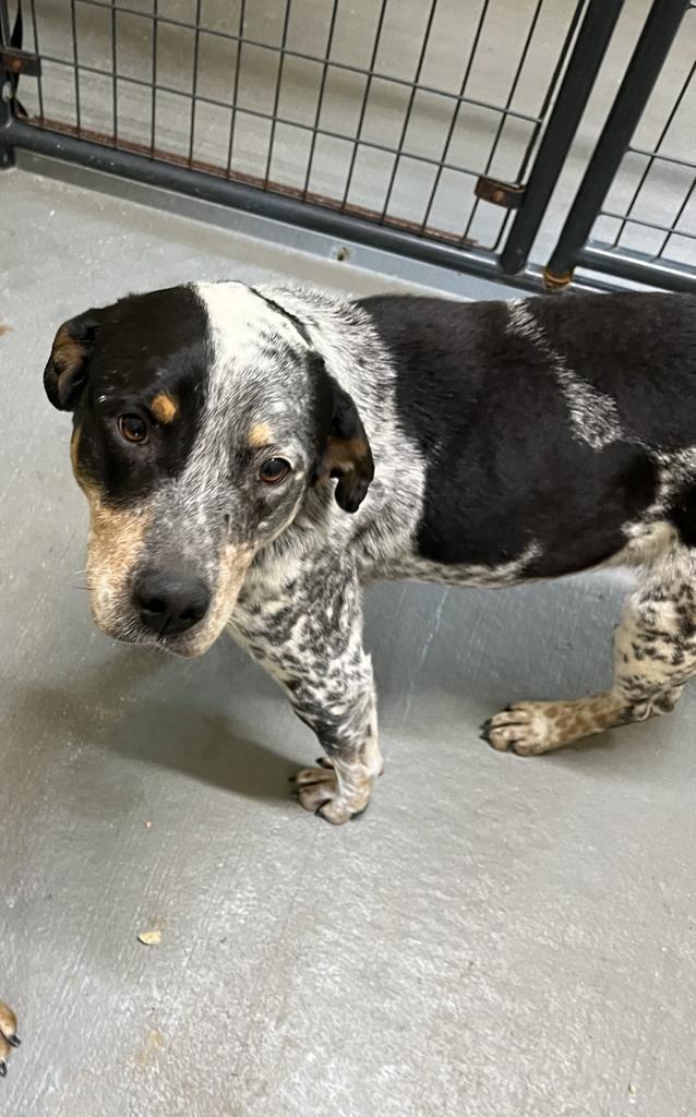 Andy, an adoptable Terrier in Ruston, LA, 71270 | Photo Image 1