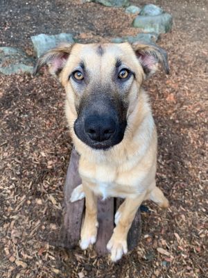 Introducing Peaches a lovable blend of Malinois Husky and Lab with a personality as sweet as her 