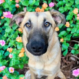 Introducing Peaches a lovable shepherdhuskylab mix with a personality as sweet as her namesake fr