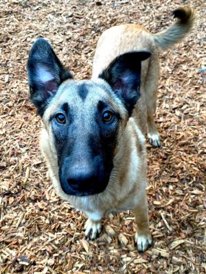 Say hello to Squirrel the epitome of joy and playfulness wrapped in a Malinois