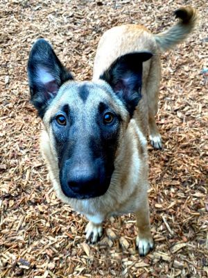 Squirrel Mixed Breed Dog