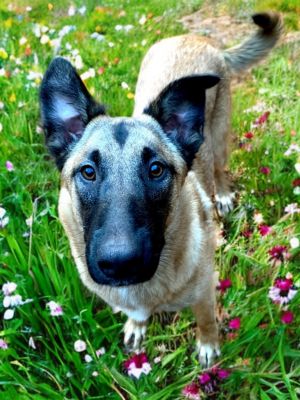 Say hello to Squirrel the epitome of joy and playfulness wrapped in a shepherdhuskylab mix Squi