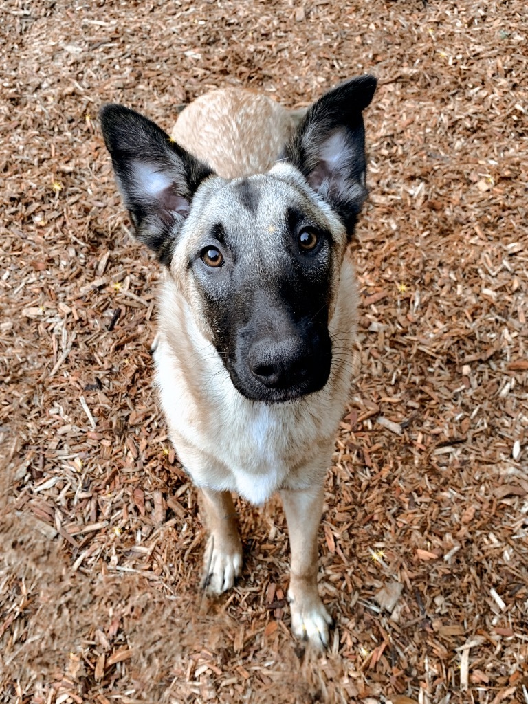 Squirrel, an adoptable Shepherd, Mixed Breed in Vashon, WA, 98070 | Photo Image 3