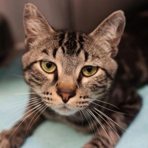 Hello Im Jack Skellington a dashing 3-year-old Domestic Short Hair brown tabby with a flair for t