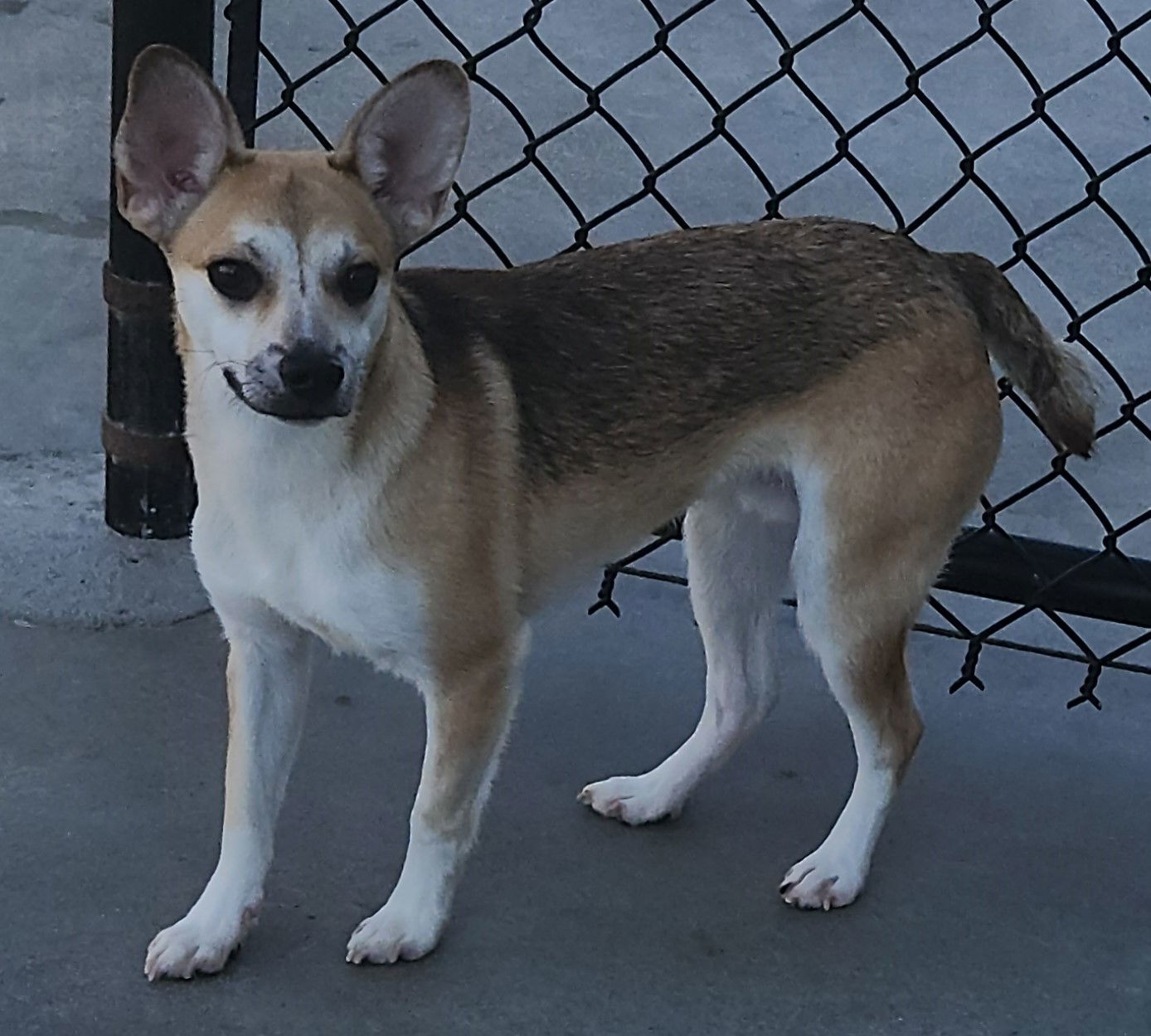 Riley, an adoptable Chihuahua, Terrier in Knoxville, IA, 50138 | Photo Image 1