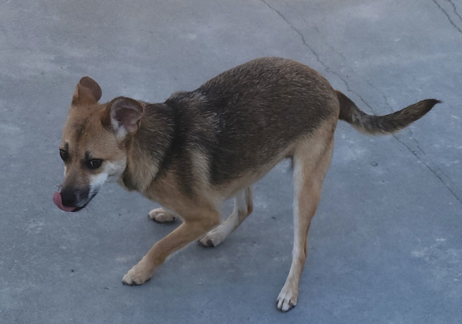 Riley, an adoptable Chihuahua, Terrier in Knoxville, IA, 50138 | Photo Image 3