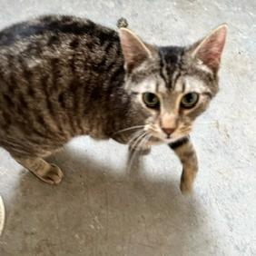 Guinness, an adoptable Domestic Short Hair in Grinnell, IA, 50112 | Photo Image 2