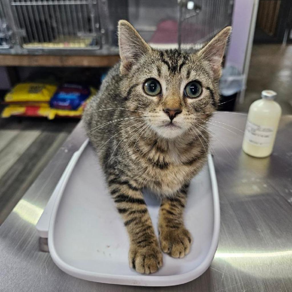 Guinness, an adoptable Domestic Short Hair in Grinnell, IA, 50112 | Photo Image 3