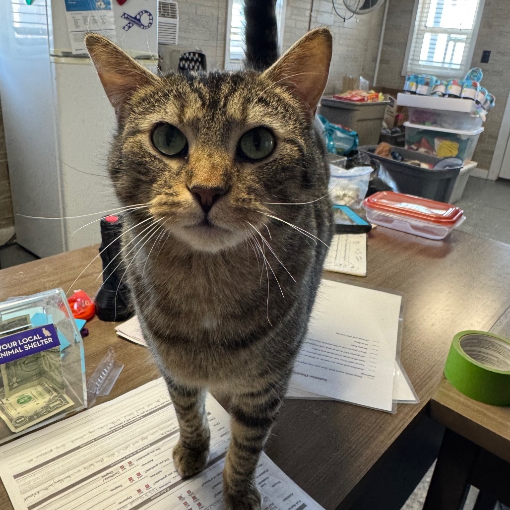 Guinness, an adoptable Domestic Short Hair in Grinnell, IA, 50112 | Photo Image 4