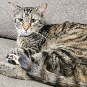 Clover, Adult Female Domestic Short Hair