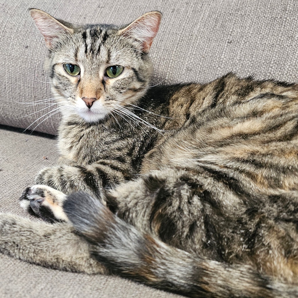 Clover, an adoptable Domestic Short Hair in Grinnell, IA, 50112 | Photo Image 1