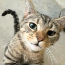 Clover, an adoptable Domestic Short Hair in Grinnell, IA, 50112 | Photo Image 2