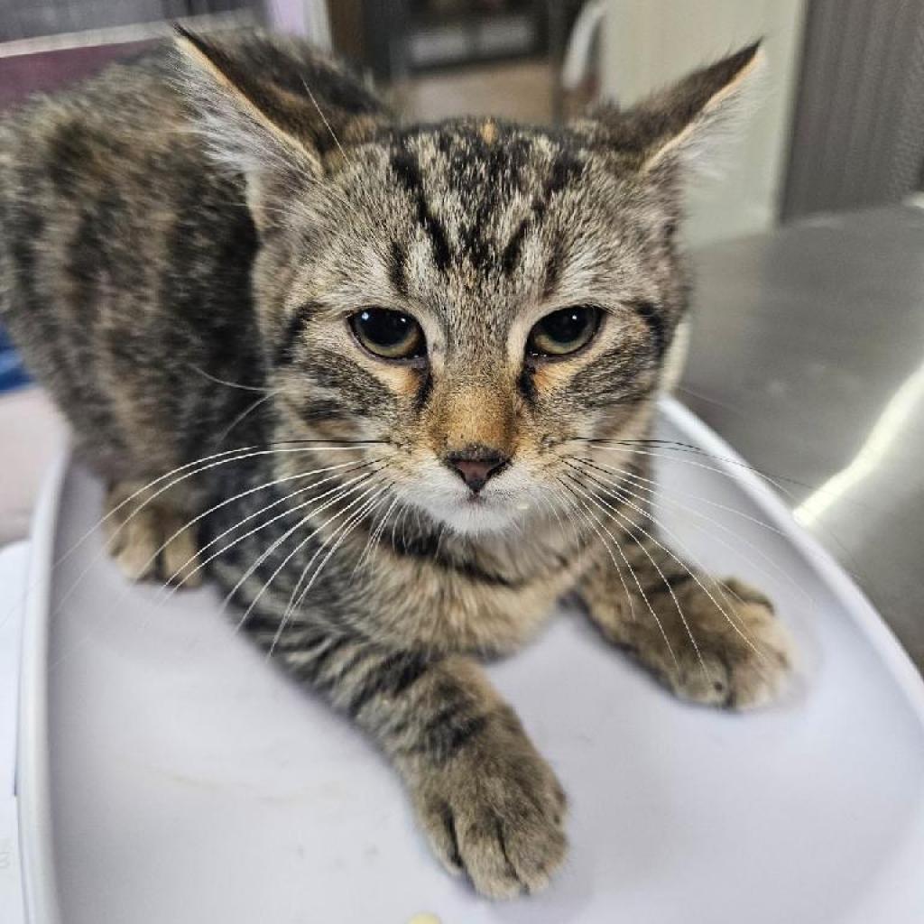 Clover, an adoptable Domestic Short Hair in Grinnell, IA, 50112 | Photo Image 3