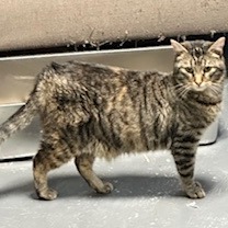 Clover, an adoptable Domestic Short Hair in Grinnell, IA, 50112 | Photo Image 4
