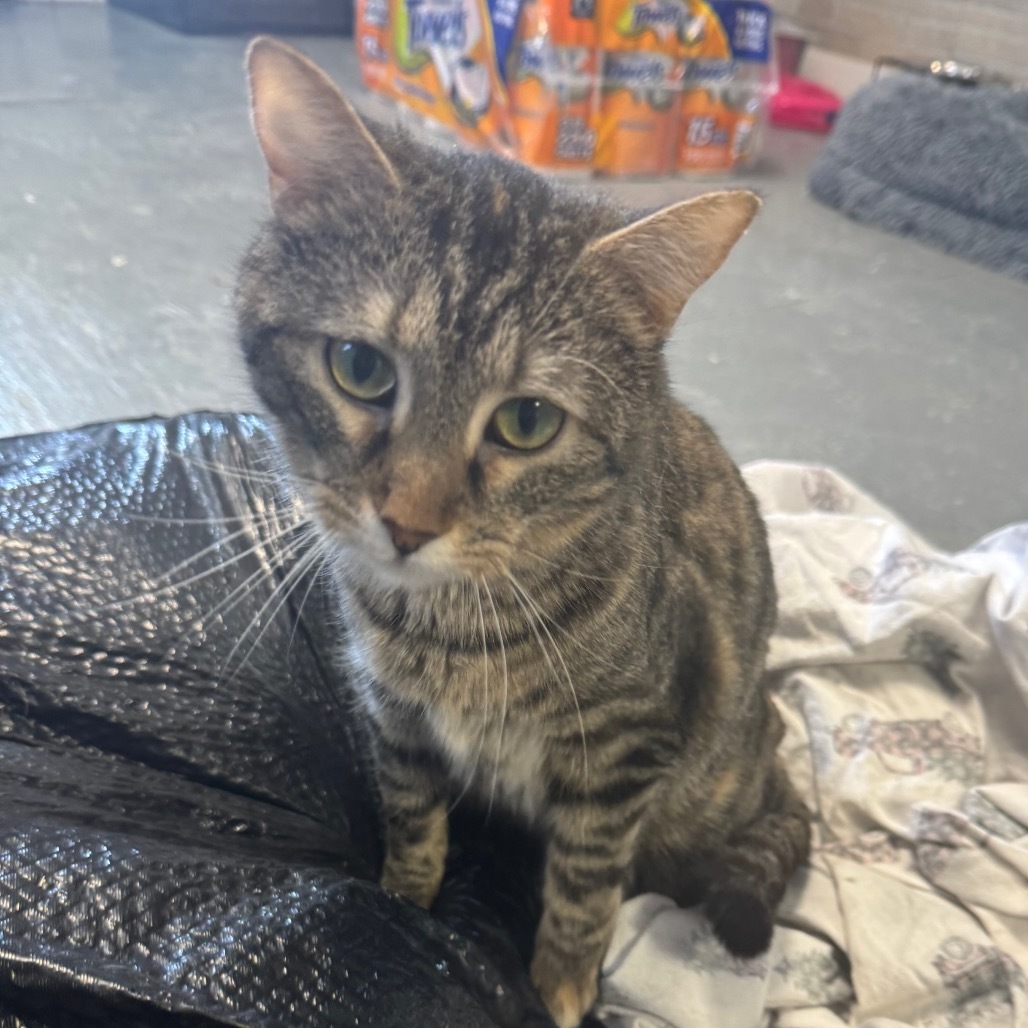 Clover, an adoptable Domestic Short Hair in Grinnell, IA, 50112 | Photo Image 5